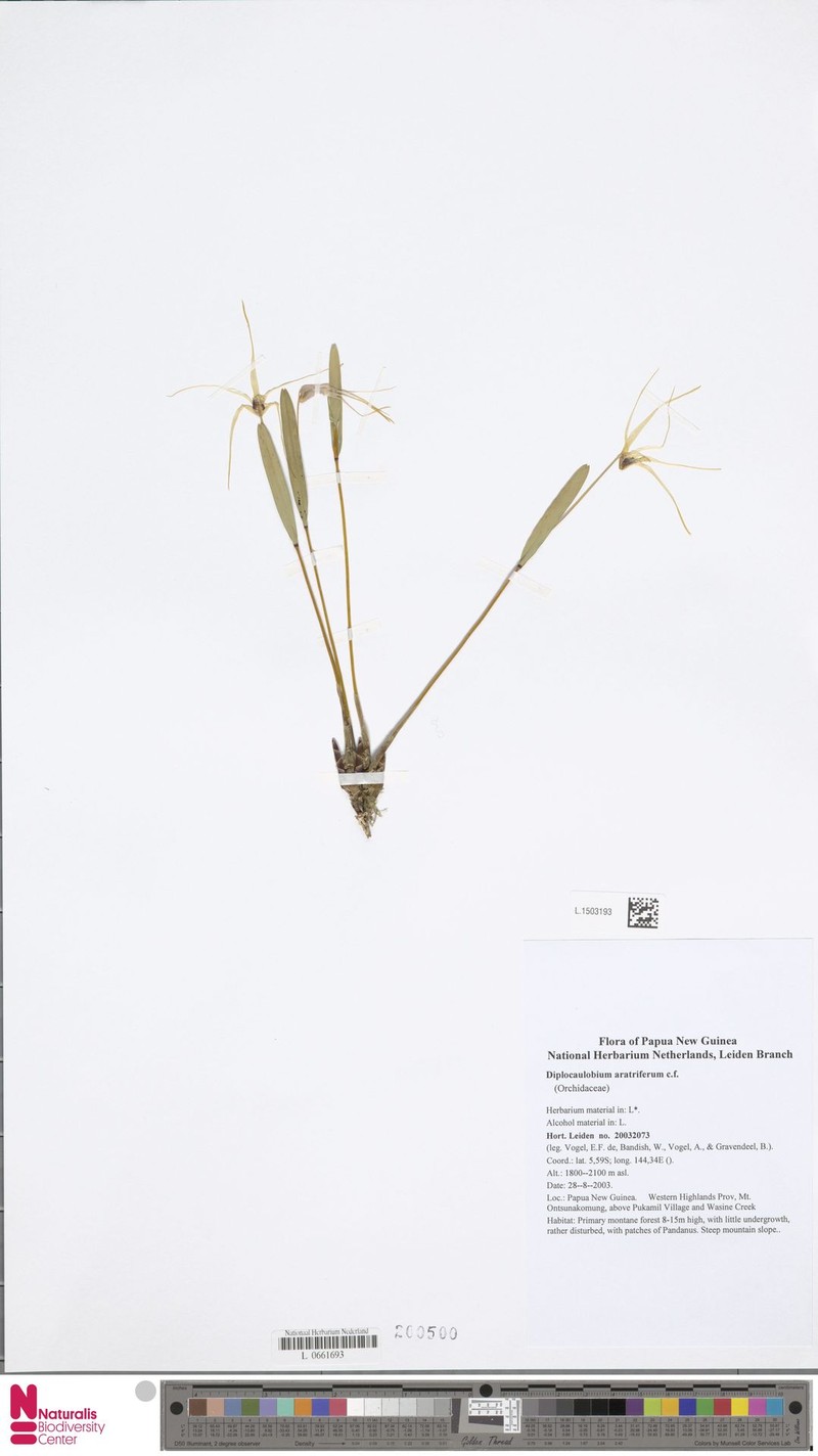 Dendrobium aratriferum photo 4