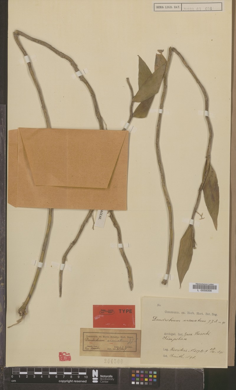 Dendrobium arcuatum photo 2