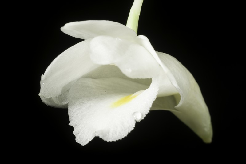 Dendrobium arcuatum