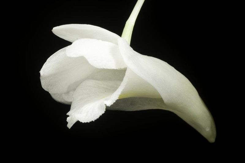 Dendrobium arcuatum photo 3