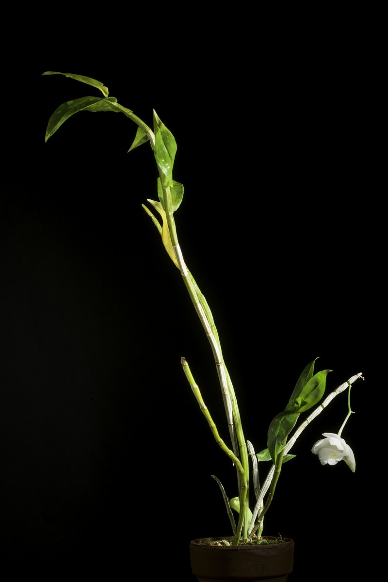 Dendrobium arcuatum photo 4