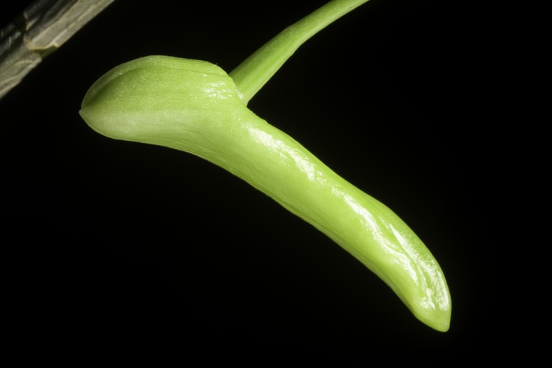Dendrobium arcuatum photo 5