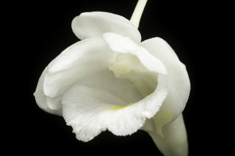 Dendrobium arcuatum photo 6