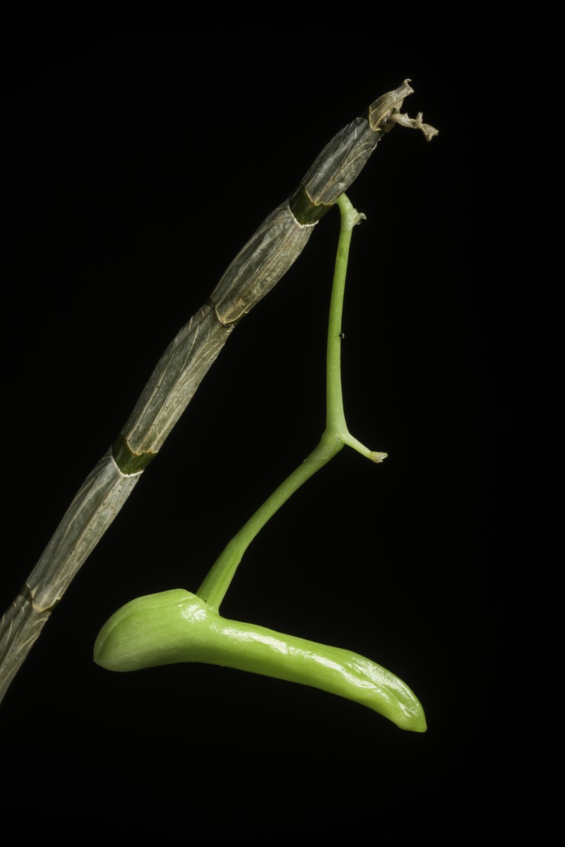 Dendrobium arcuatum photo 8