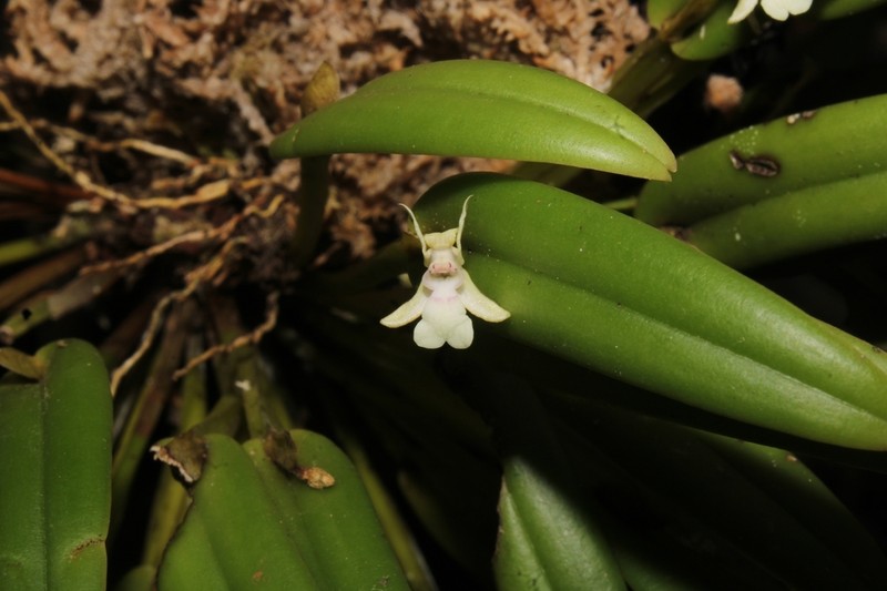Dendrobium arfakense