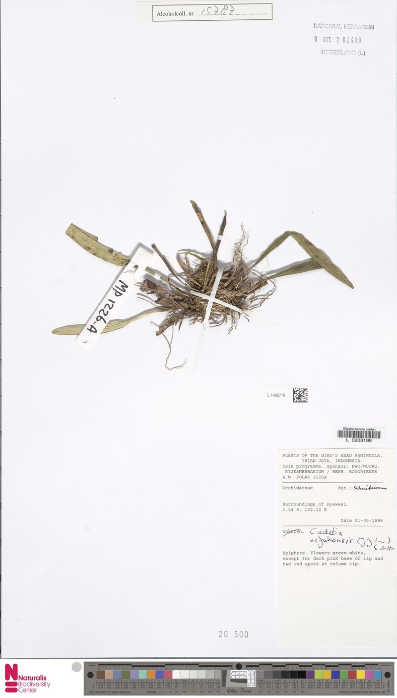 Dendrobium arfakense photo 2