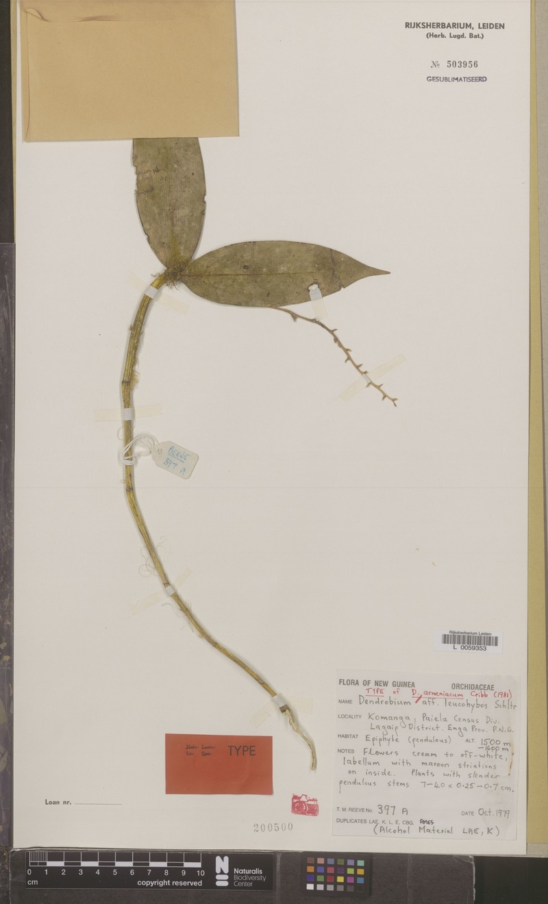 Dendrobium armeniacum