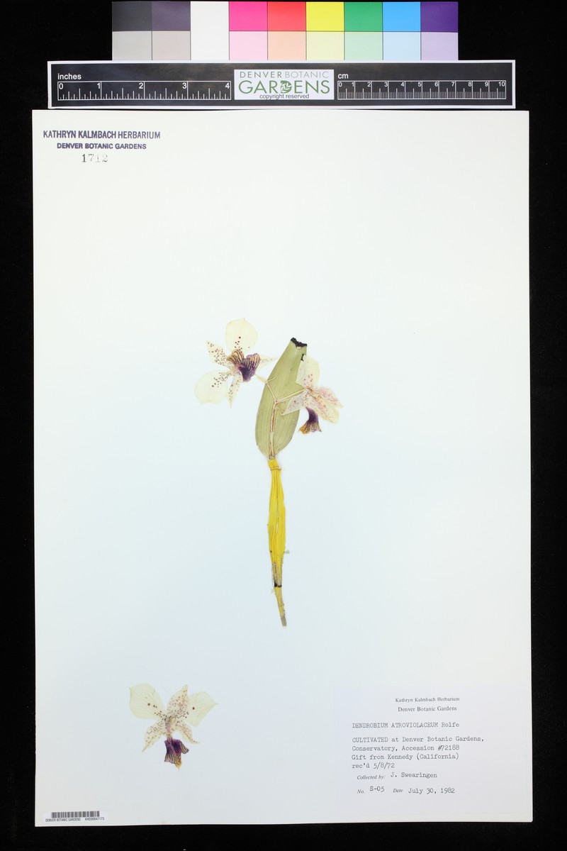 Dendrobium atroviolaceum photo 2