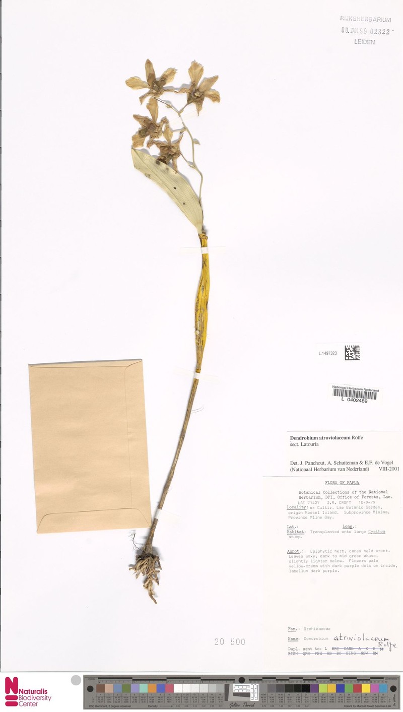 Dendrobium atroviolaceum photo 3