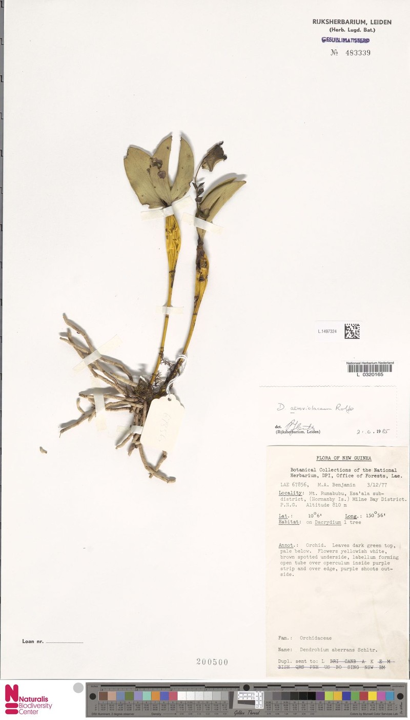Dendrobium atroviolaceum photo 4