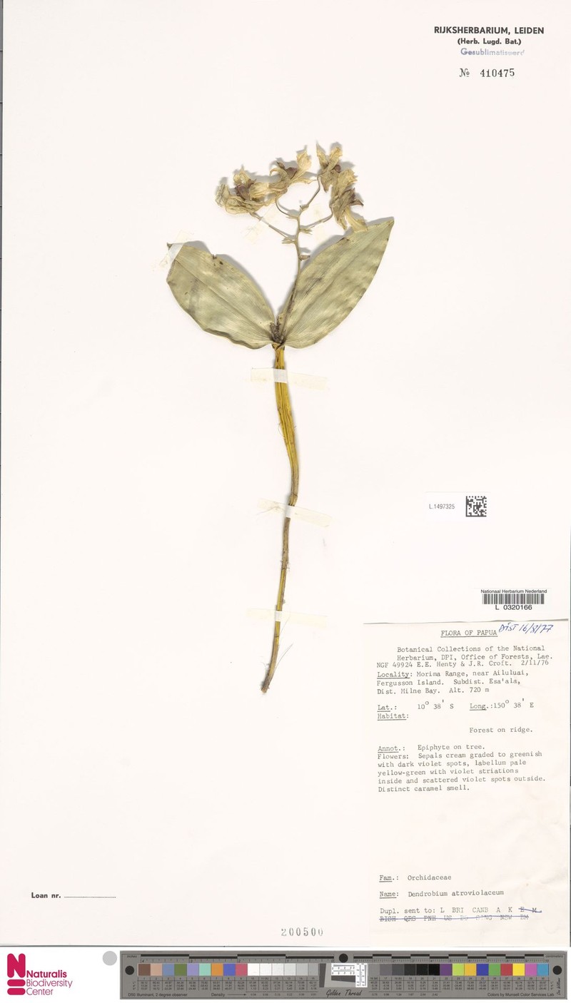Dendrobium atroviolaceum photo 5