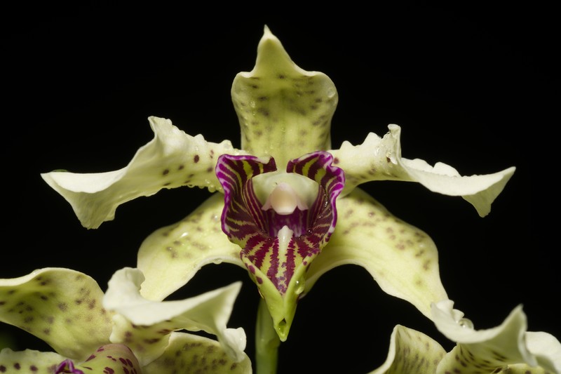 Dendrobium atroviolaceum photo 6