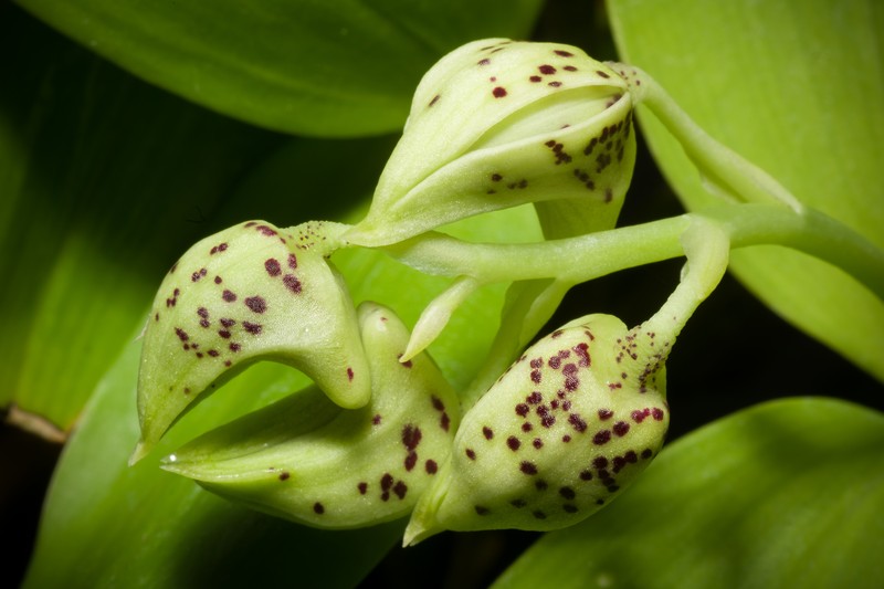 Dendrobium atroviolaceum photo 7