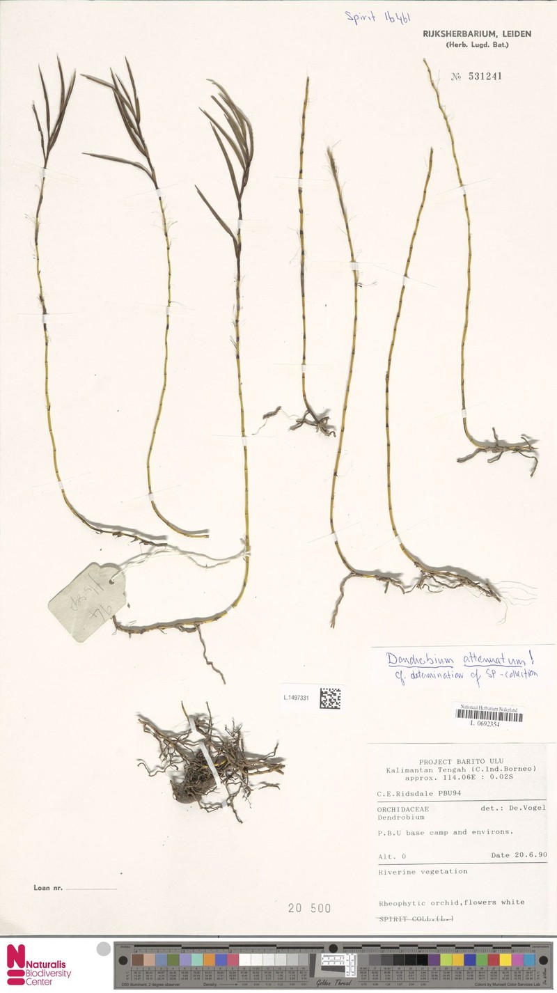 Dendrobium attenuatum photo 2