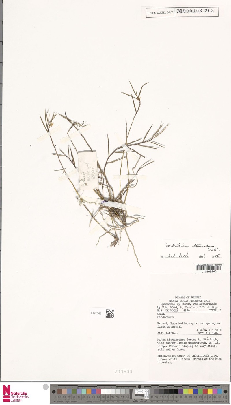 Dendrobium attenuatum photo 3