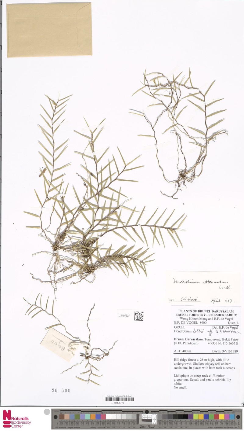 Dendrobium attenuatum photo 4