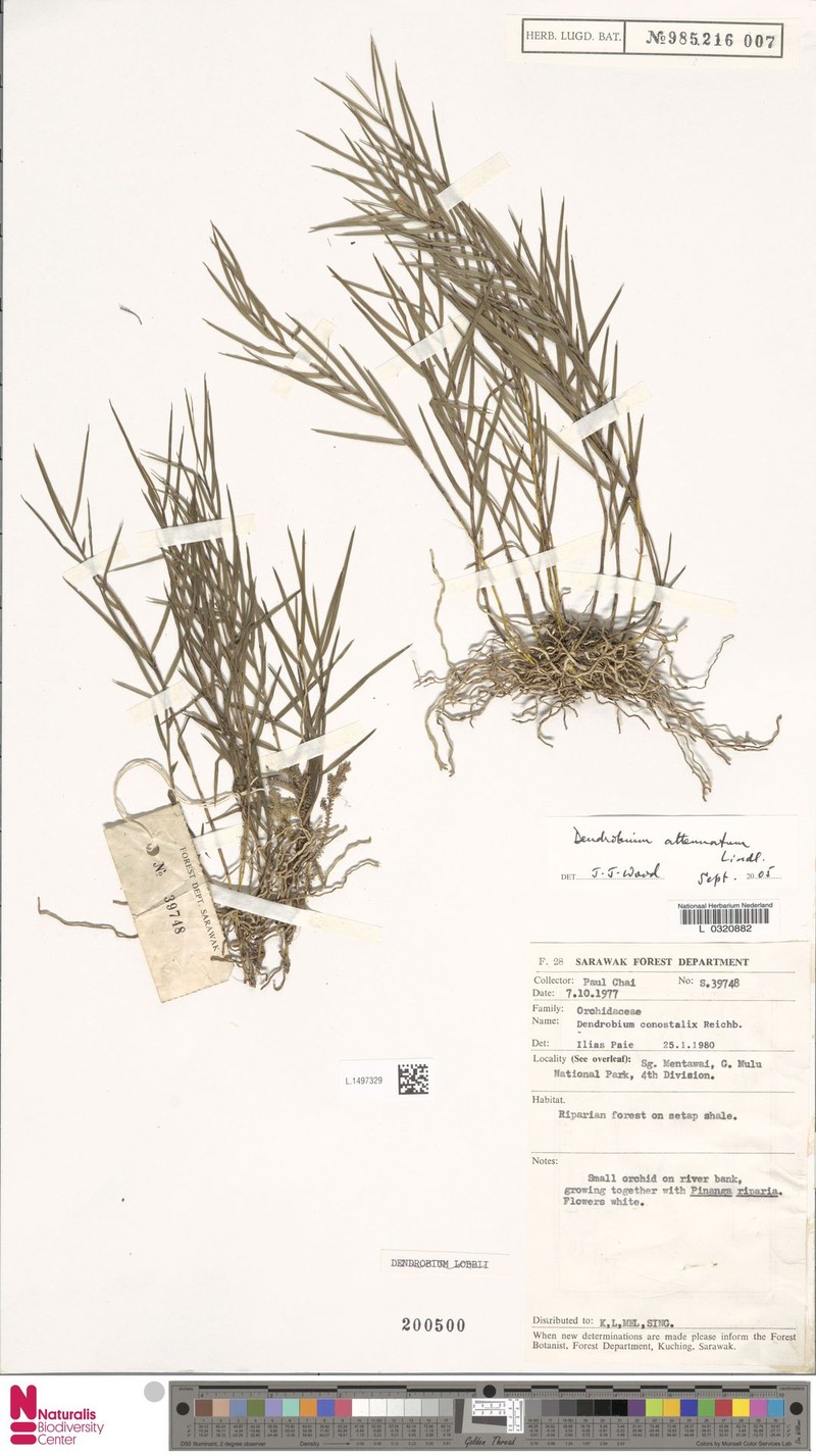 Dendrobium attenuatum photo 5