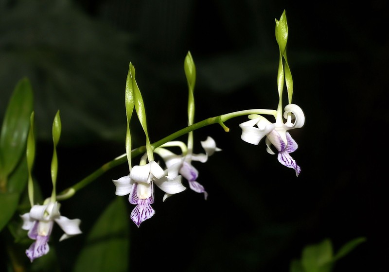 Dendrobium attenuatum