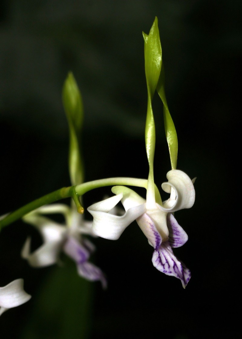 Dendrobium attenuatum photo 6