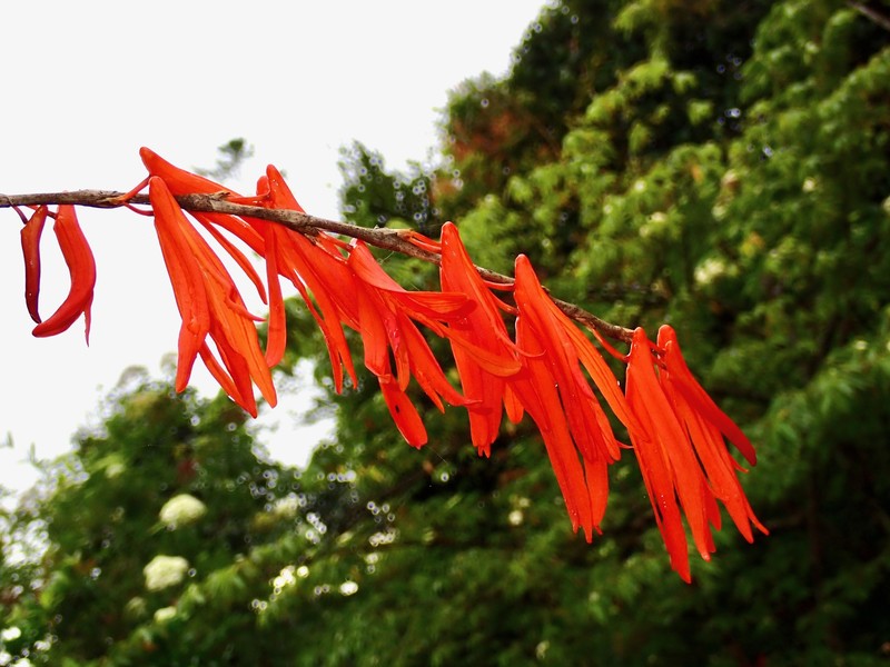 Dendrobium aurantiiflammeum photo 2