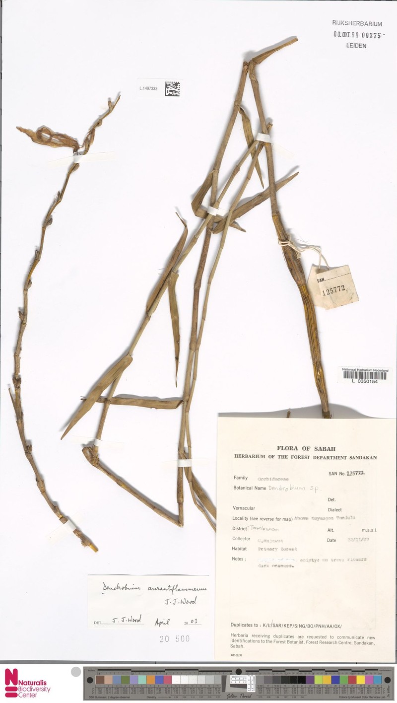 Dendrobium aurantiiflammeum photo 3