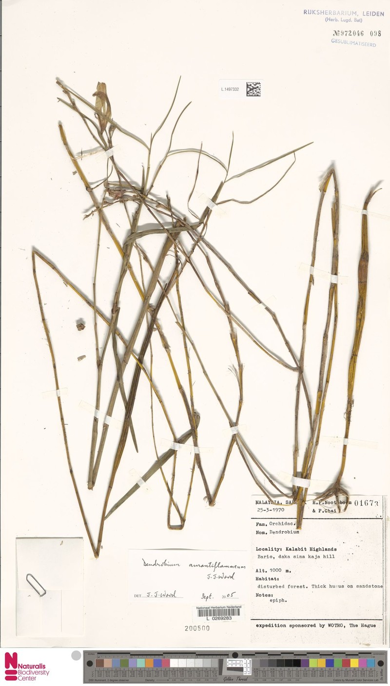 Dendrobium aurantiiflammeum photo 4