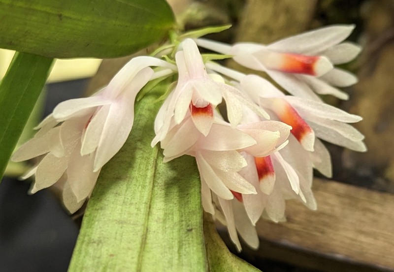 Dendrobium aurantiiflammeum photo 5