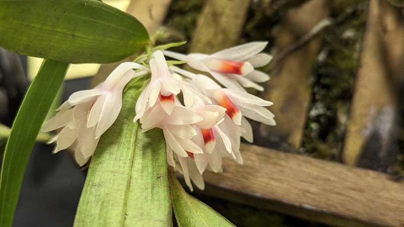 Dendrobium aurantiiflammeum photo 6