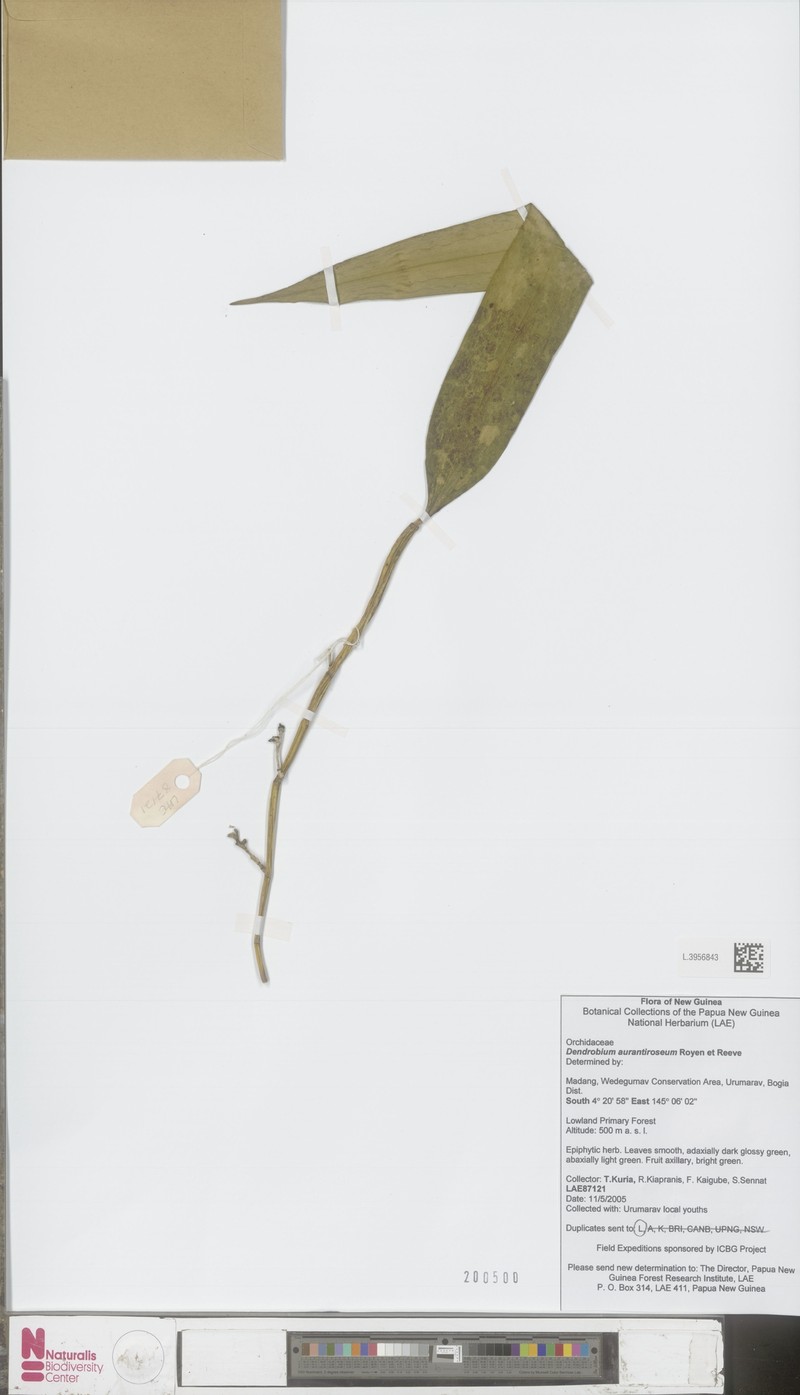 Dendrobium aurantiiroseum