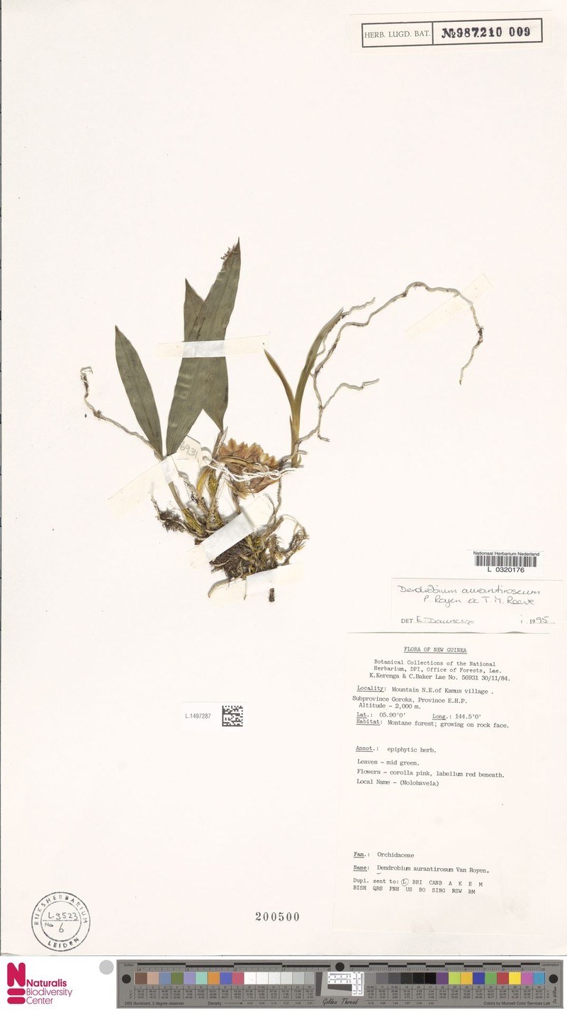 Dendrobium aurantiiroseum photo 2