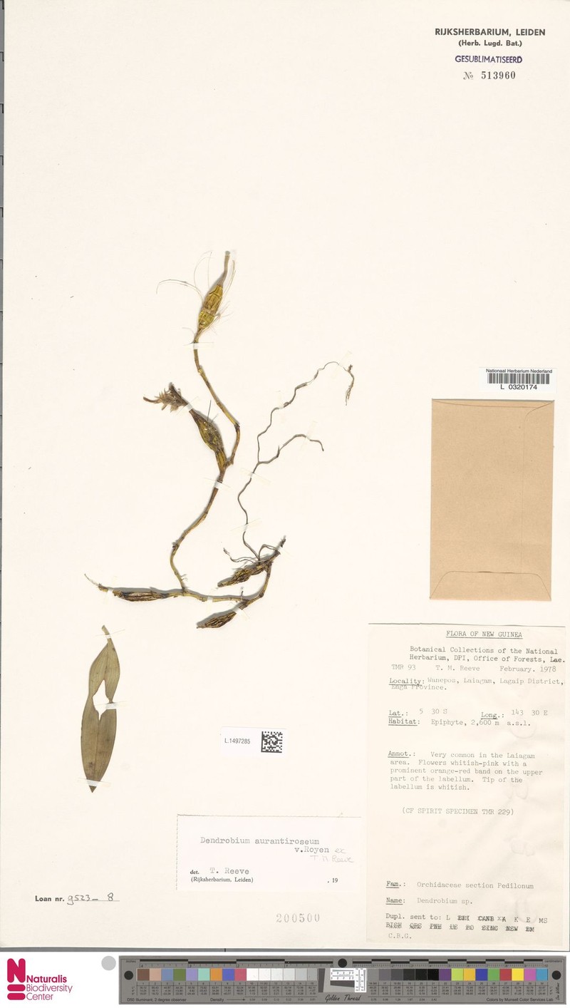 Dendrobium aurantiiroseum photo 3