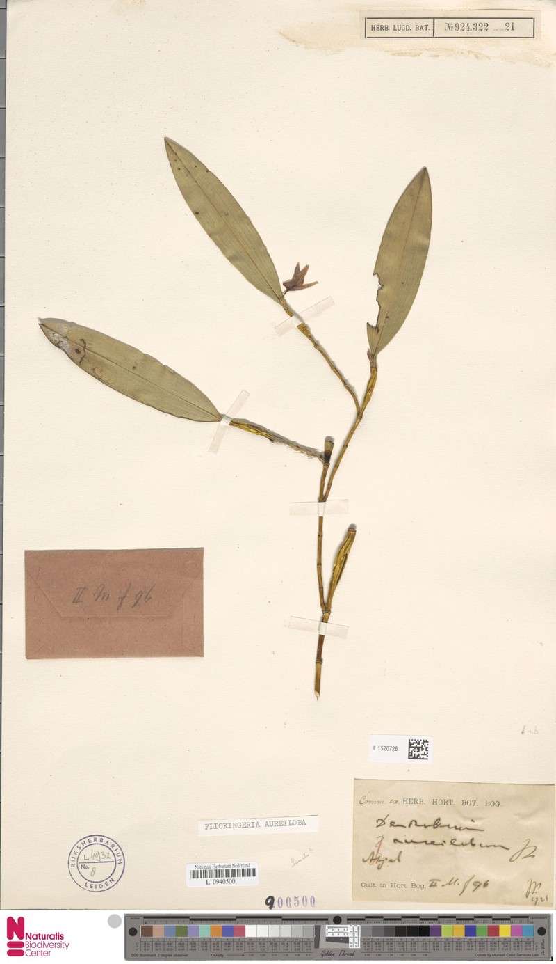 Dendrobium aureilobum photo 2