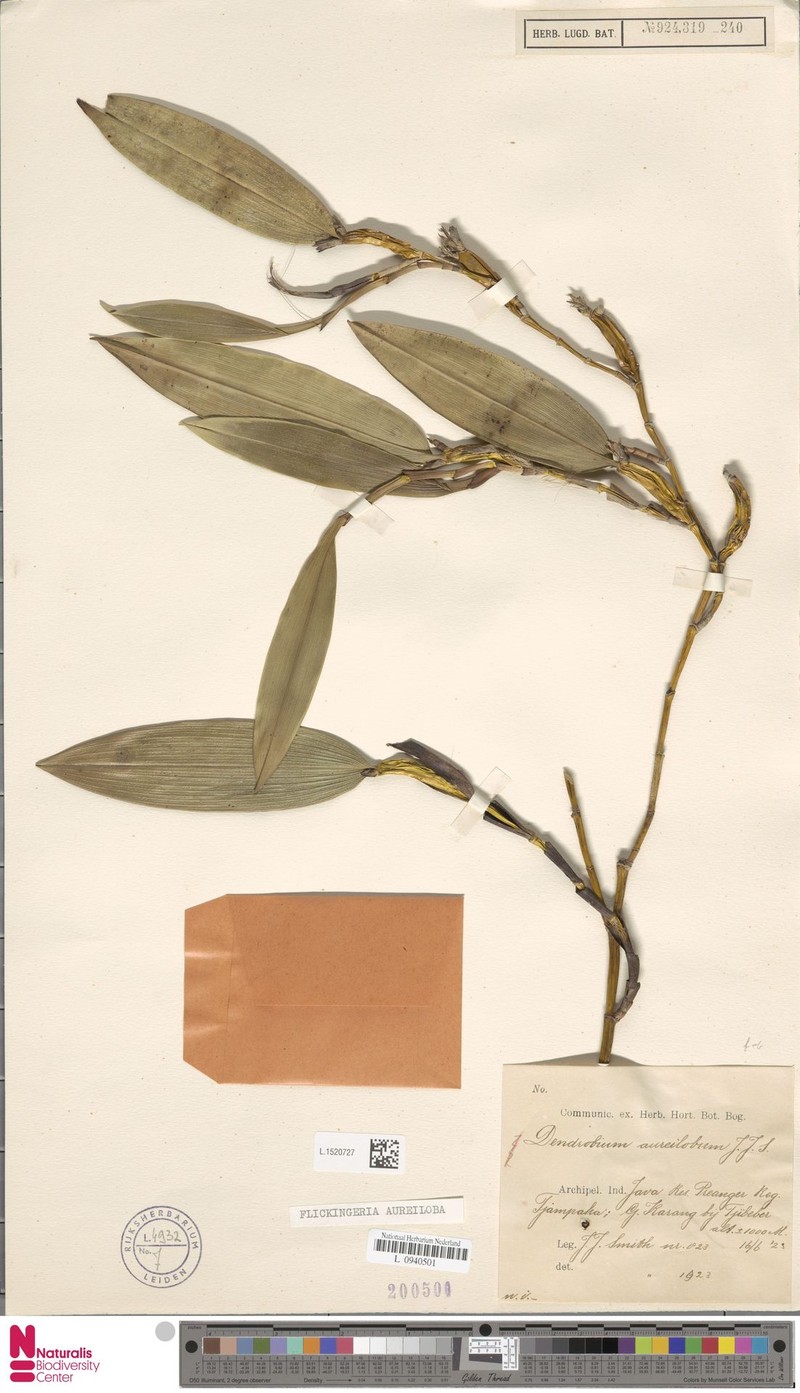 Dendrobium aureilobum photo 3