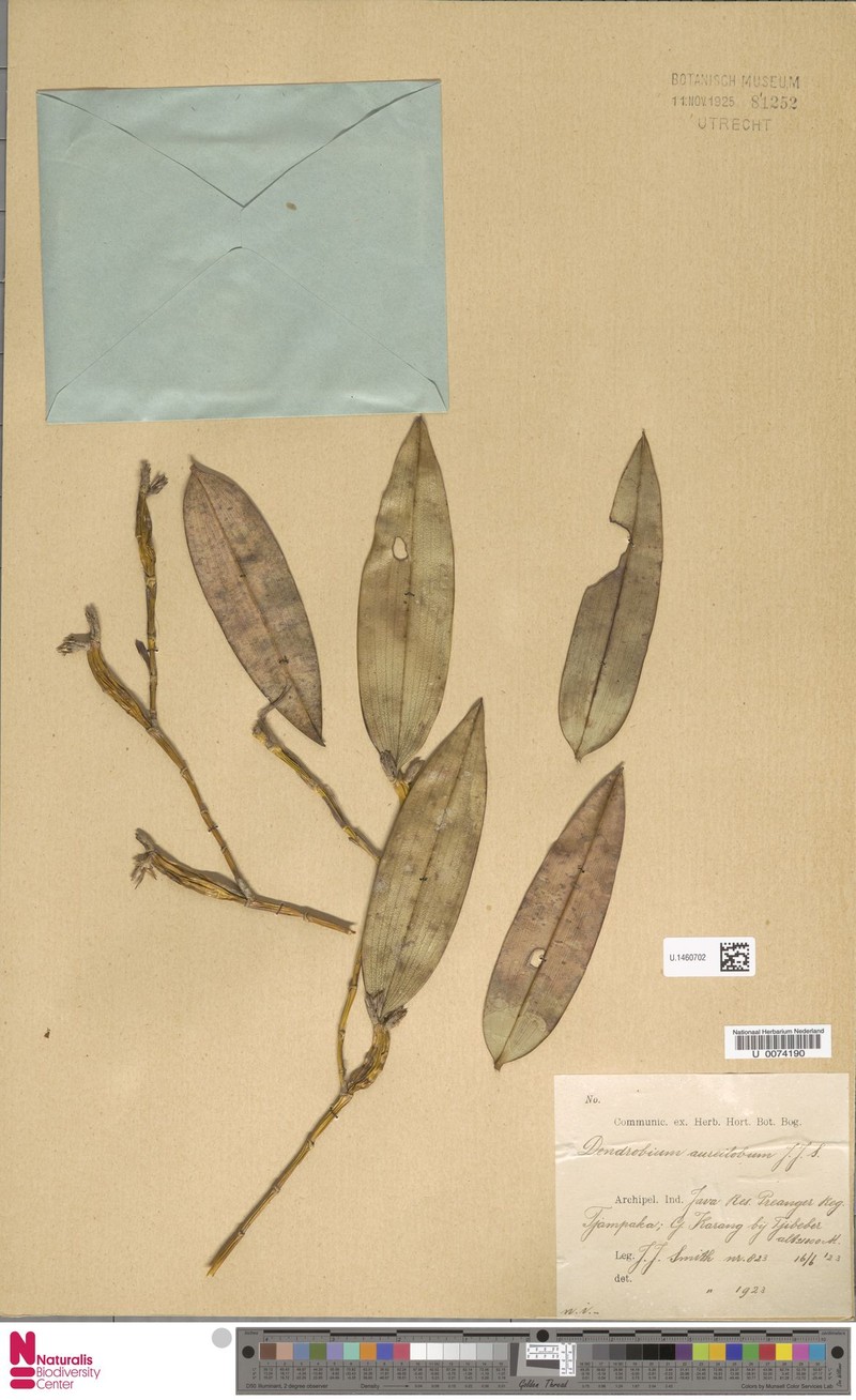 Dendrobium aureilobum photo 4