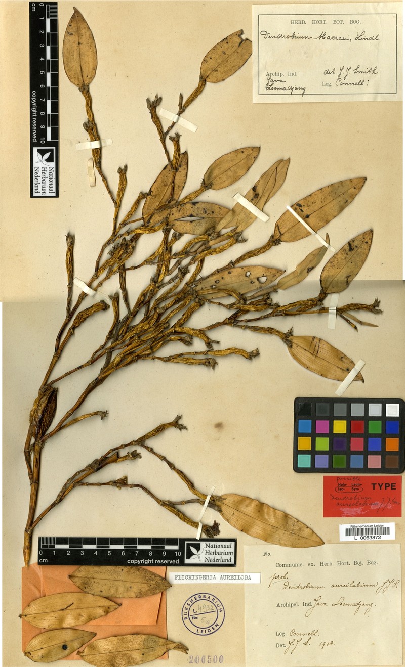 Dendrobium aureilobum photo 5