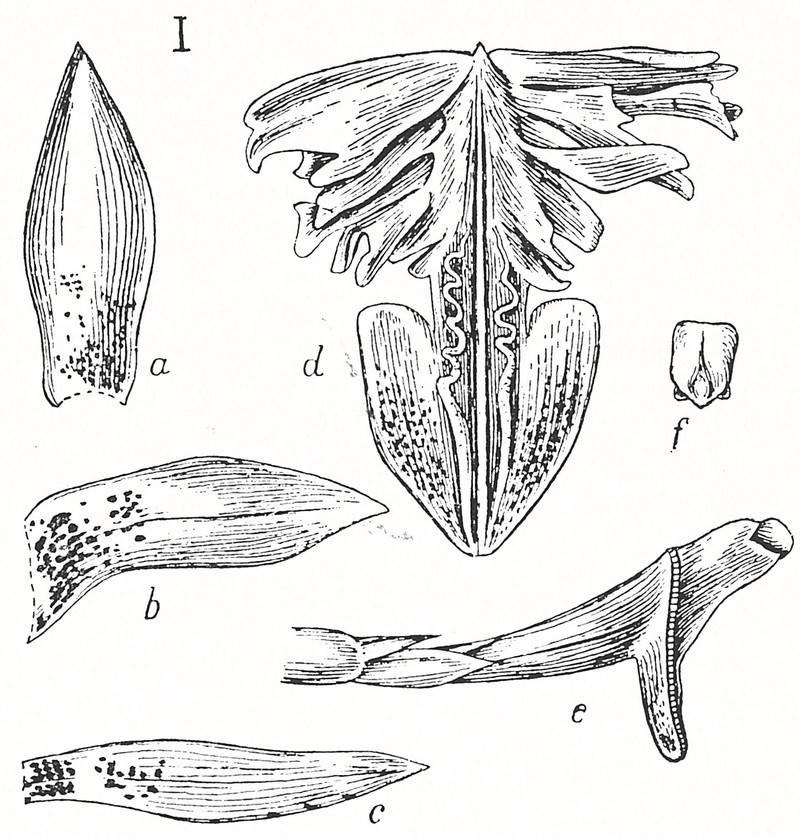 Dendrobium aureilobum