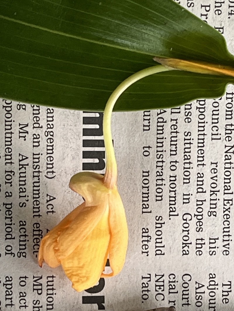 Dendrobium auricolor photo 2