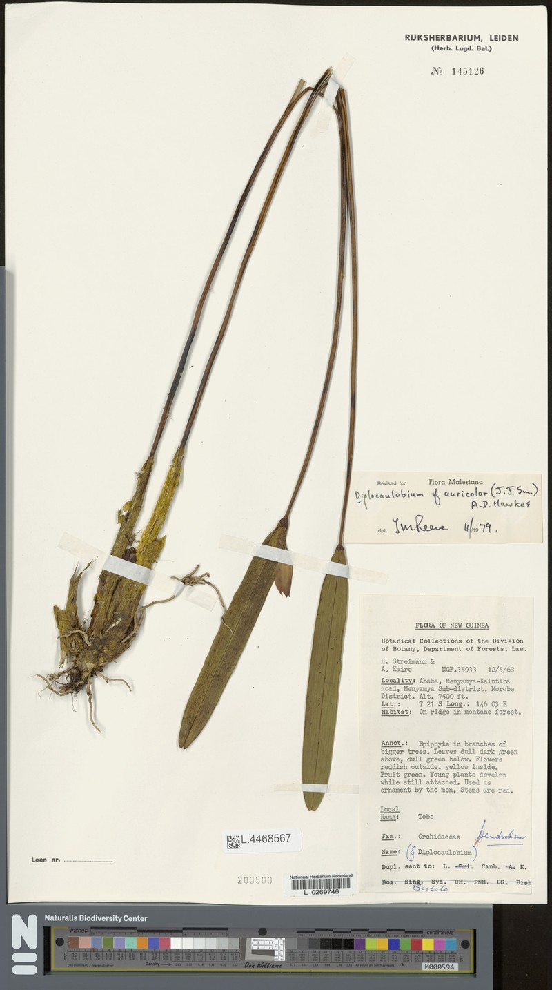 Dendrobium auricolor photo 3