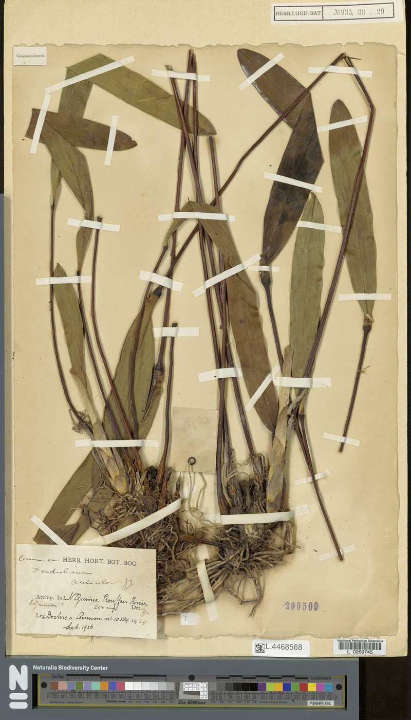 Dendrobium auricolor photo 4