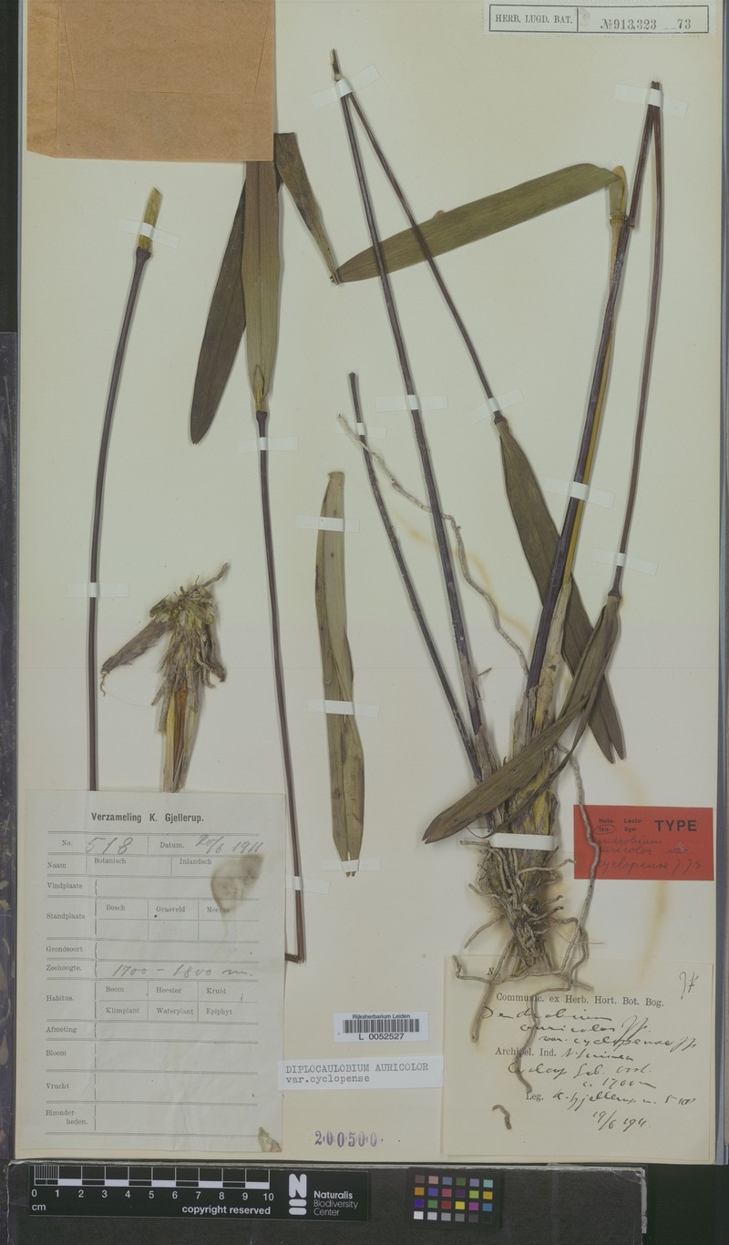 Dendrobium auricolor photo 5