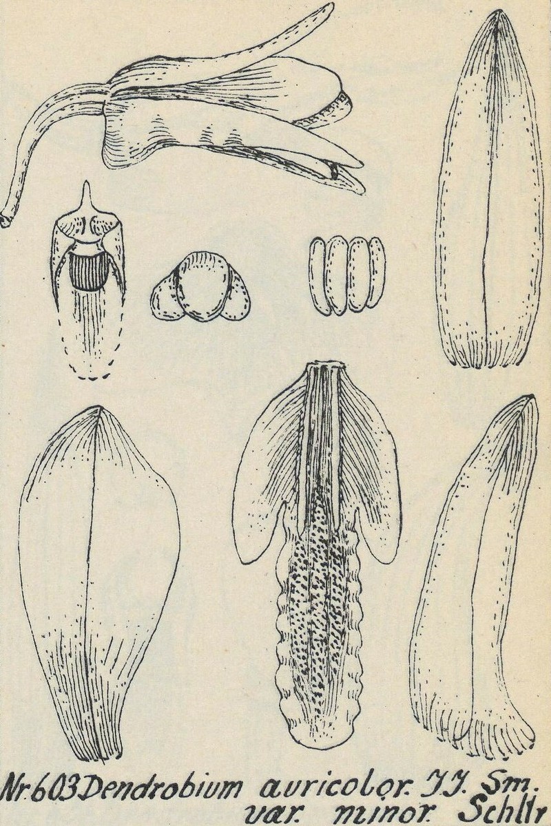 Dendrobium auricolor