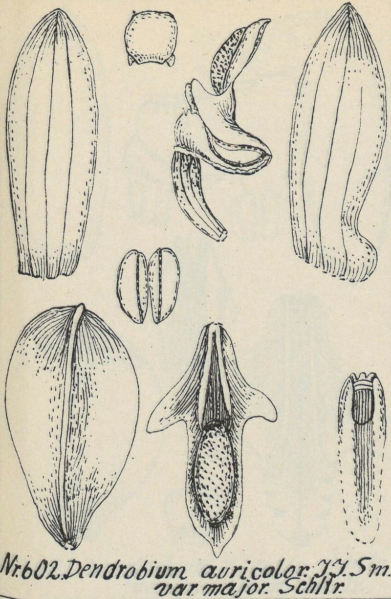 Dendrobium auricolor photo 7
