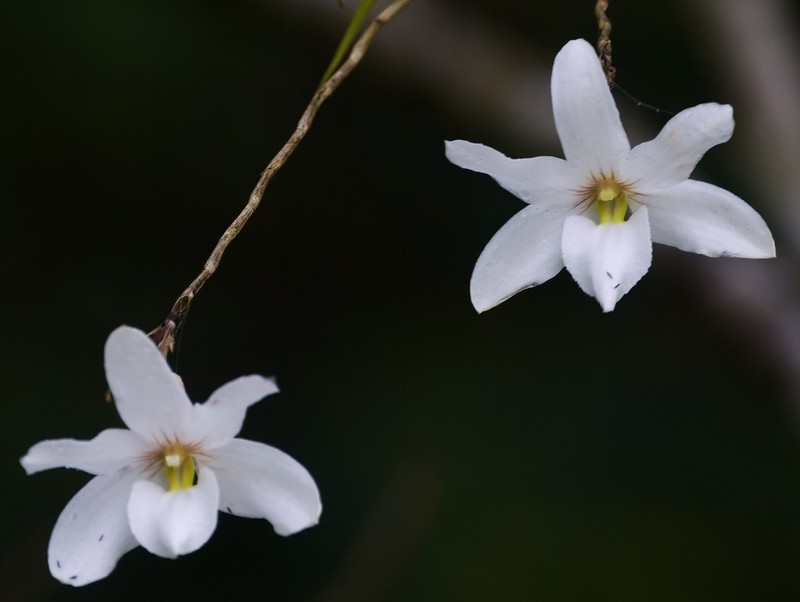 Dendrobium auriculatum photo 2
