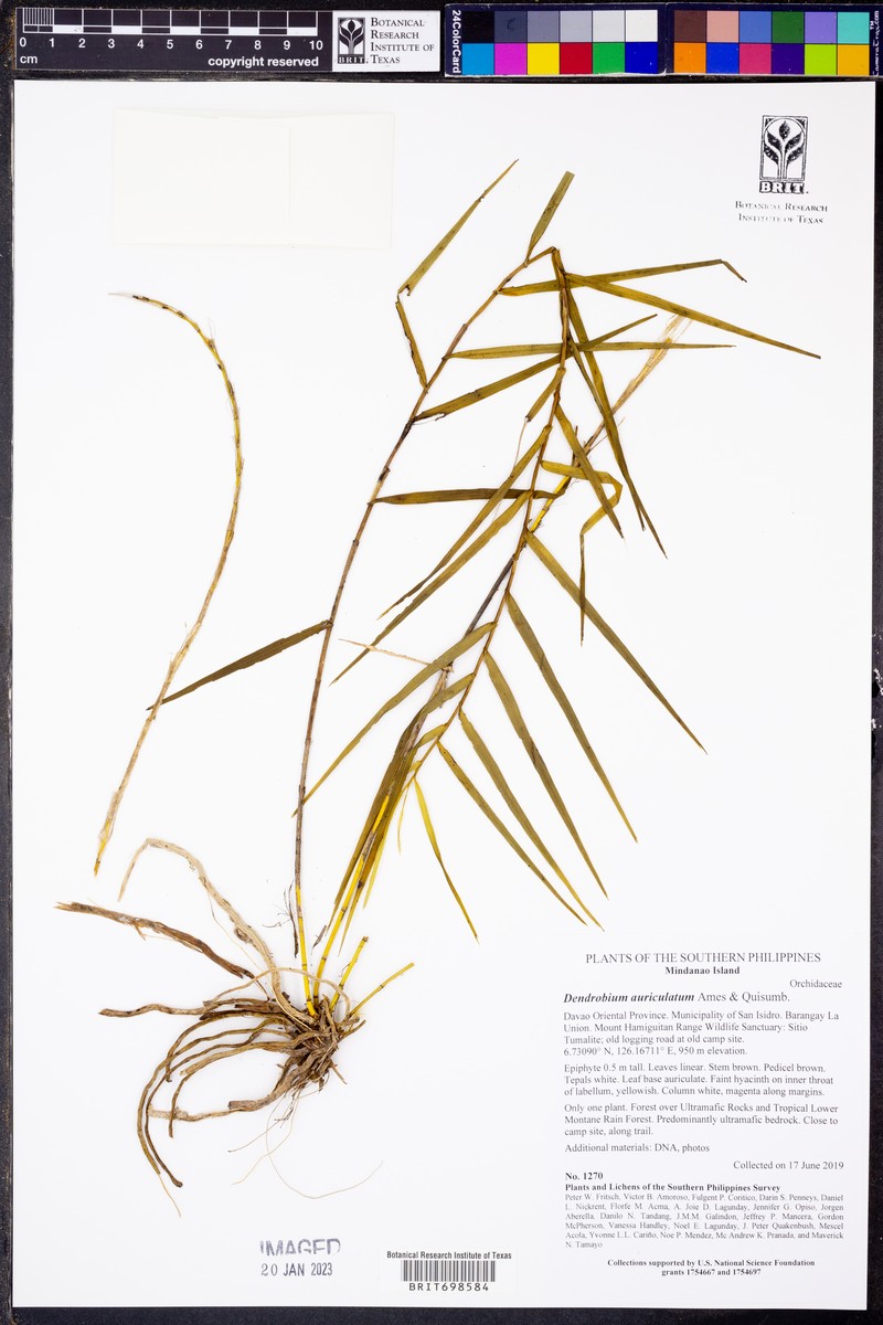 Dendrobium auriculatum photo 3