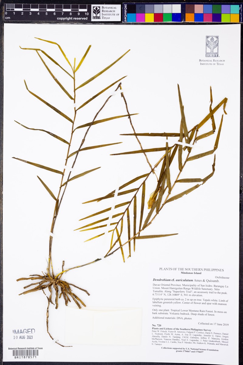Dendrobium auriculatum photo 4