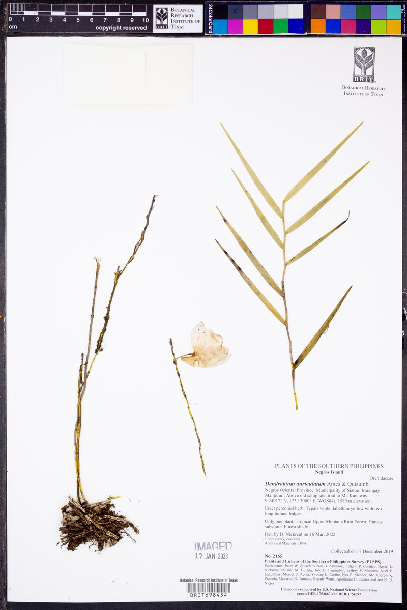 Dendrobium auriculatum photo 5
