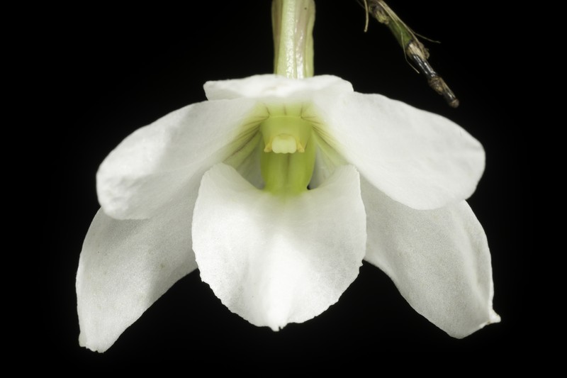 Dendrobium auriculatum