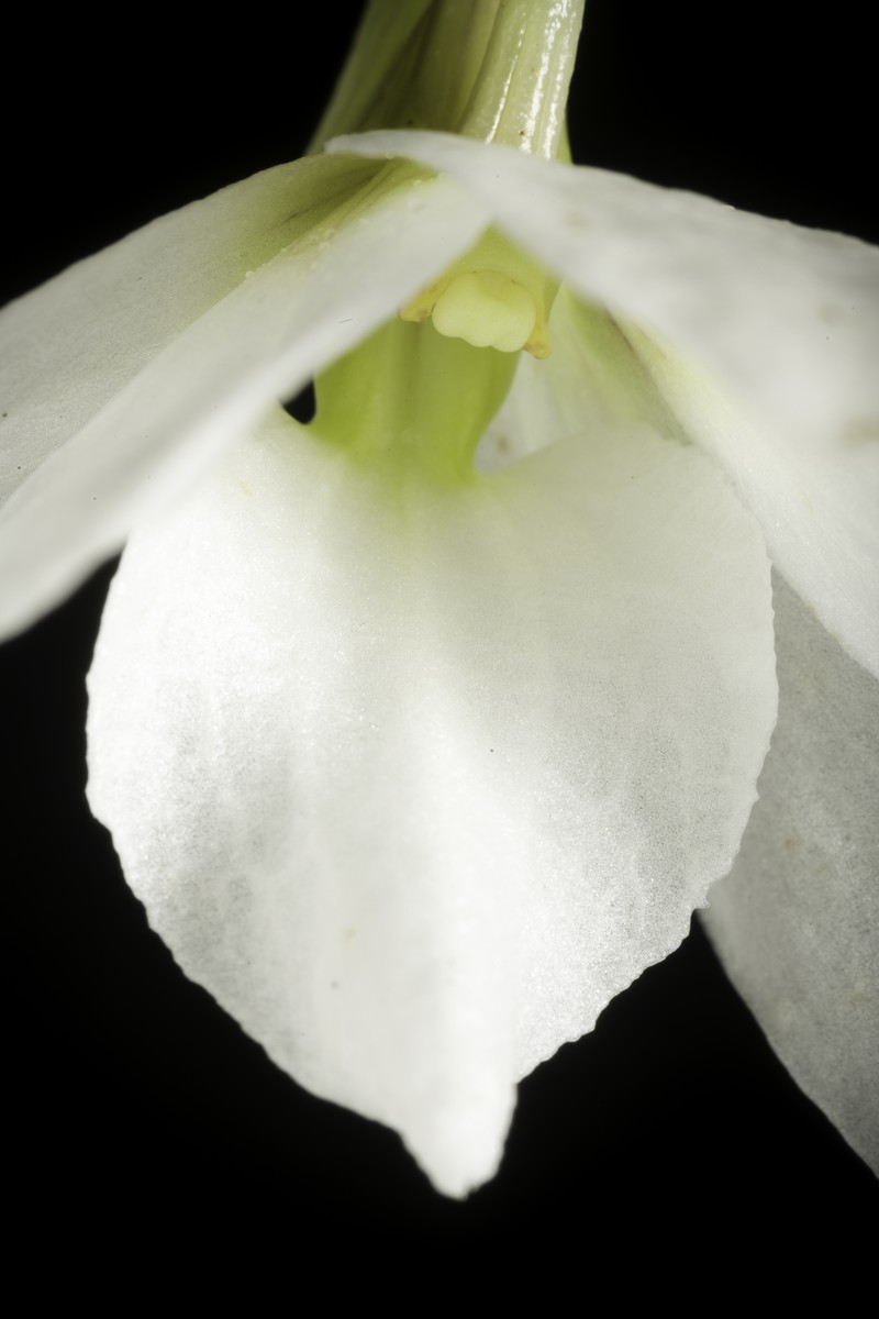 Dendrobium auriculatum photo 6