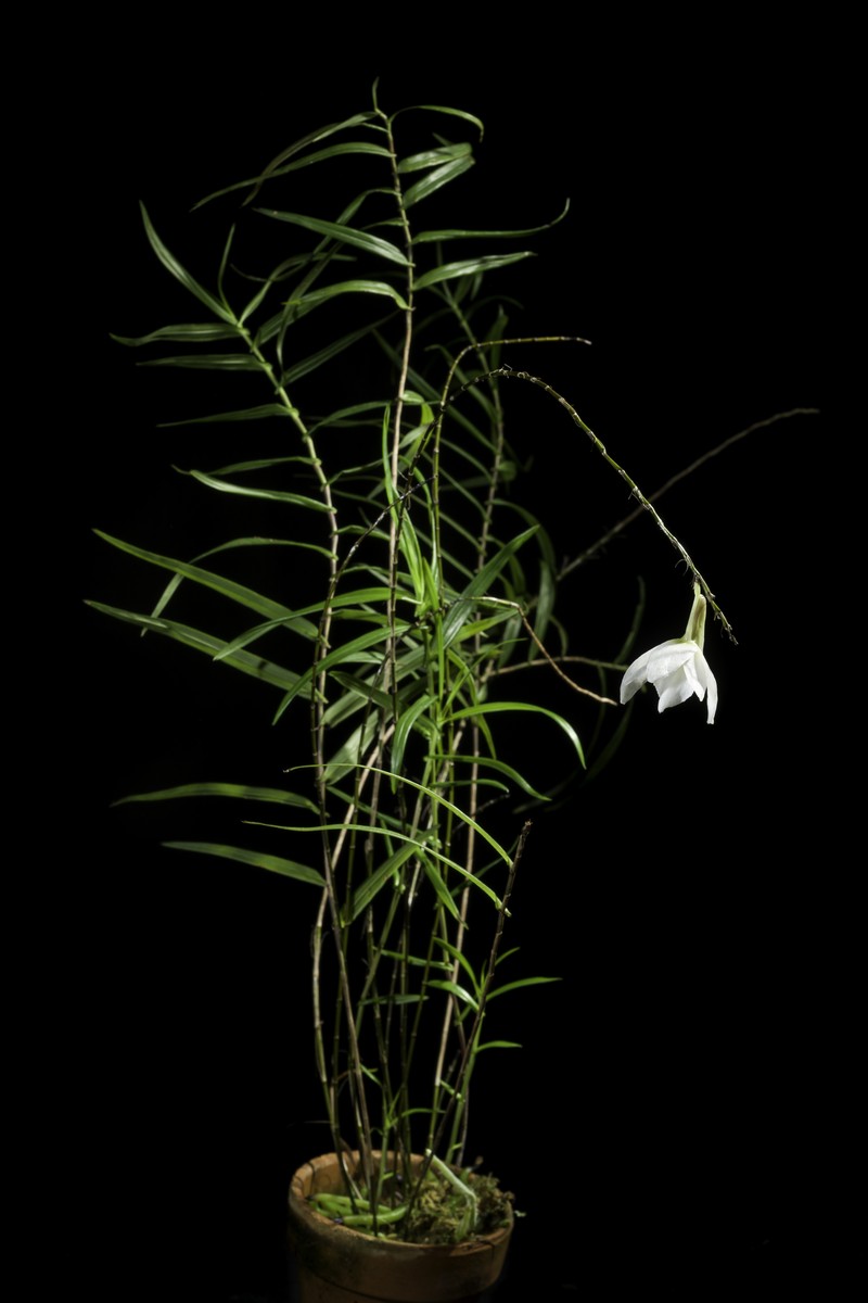 Dendrobium auriculatum photo 7