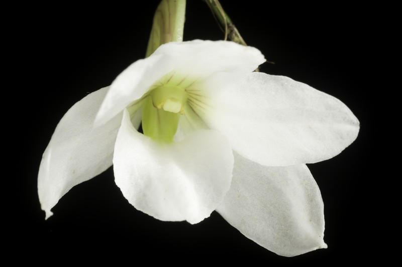 Dendrobium auriculatum photo 8